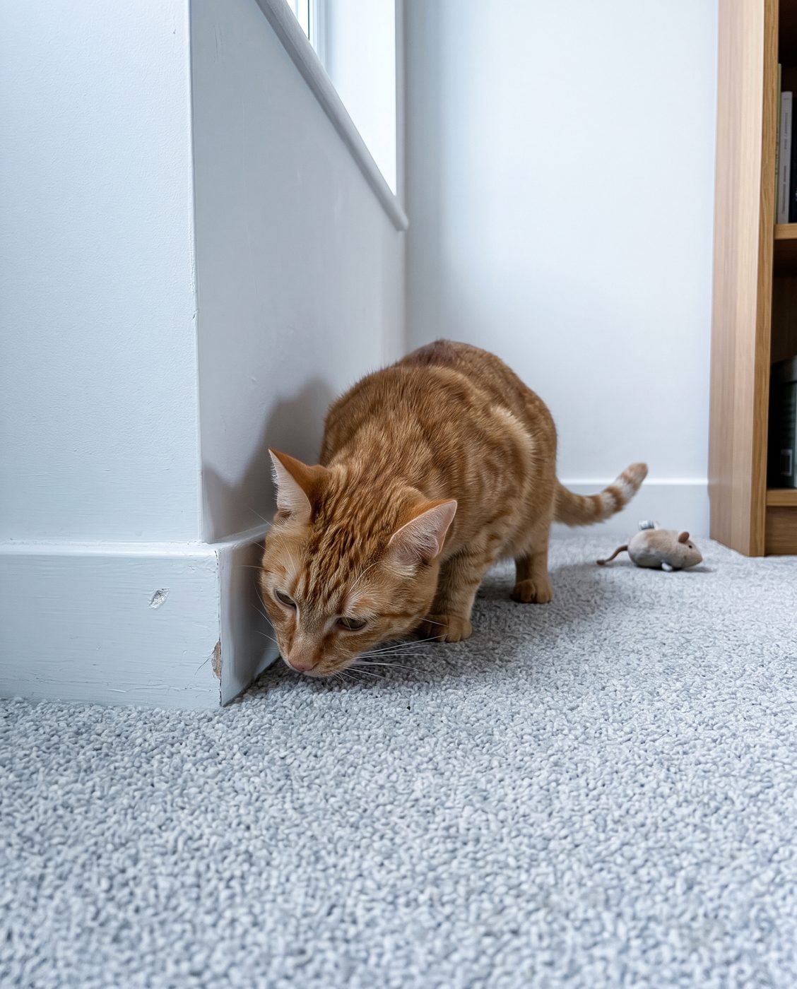 A cat sniffing a carpet corner that looks clean