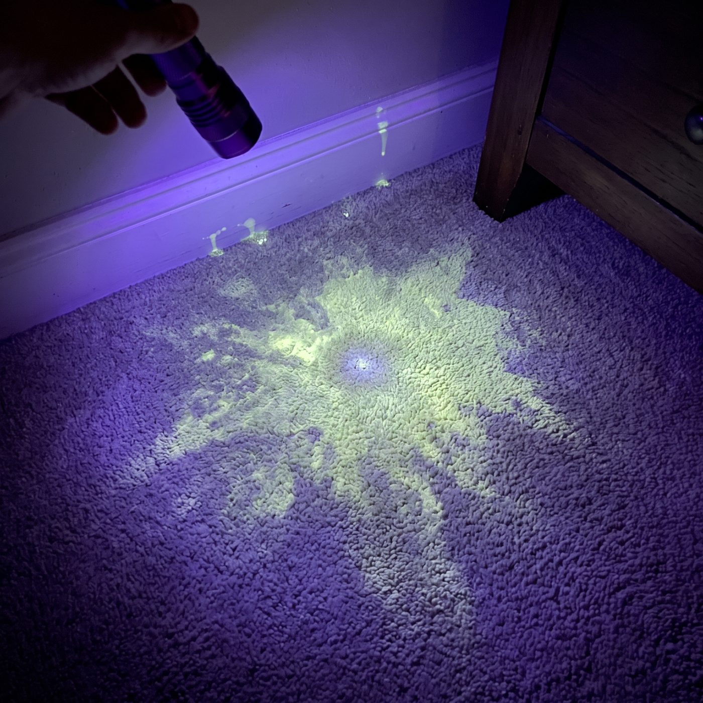 Carpet corner under the UV light before treatment, glowing urine